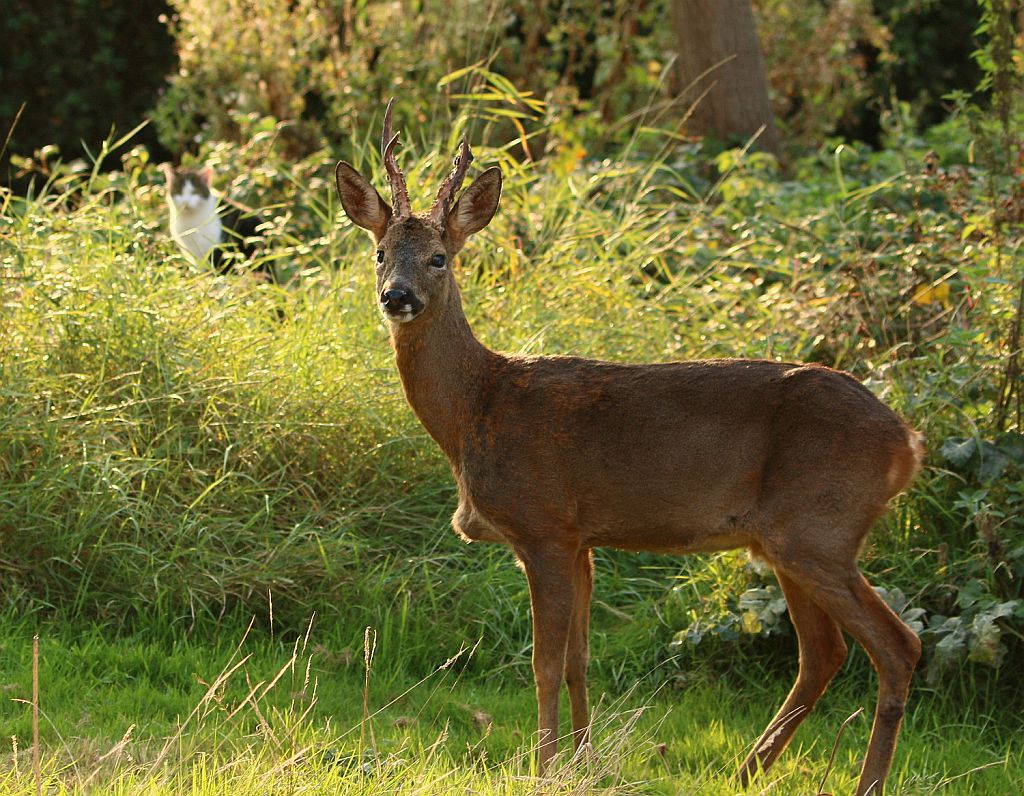 Male Roe Deer  